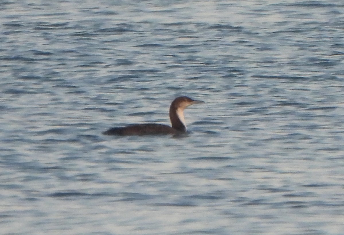 Pacific Loon - Ignacio Barrionuevo