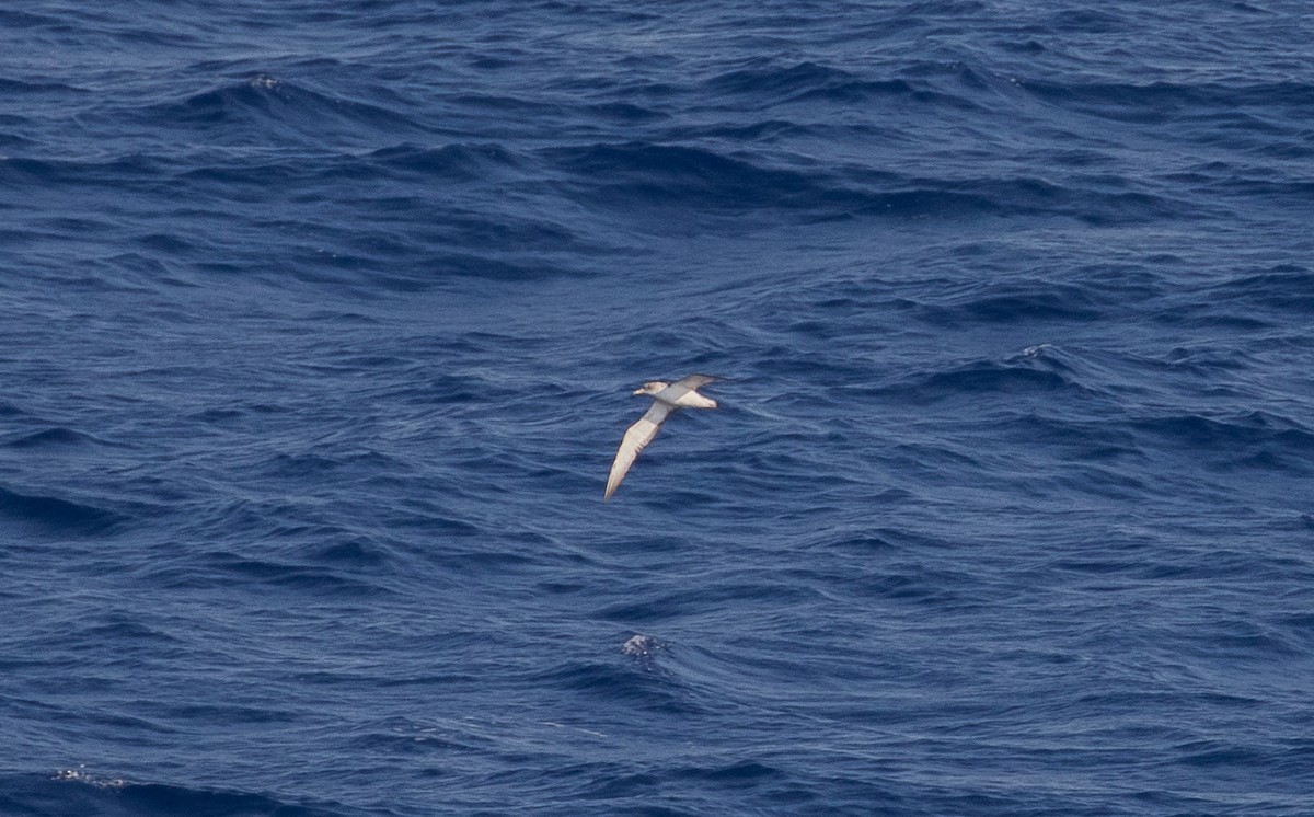 Scopoli's Shearwater - ML628886673