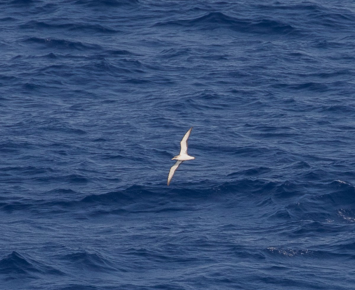 Scopoli's Shearwater - ML628886674