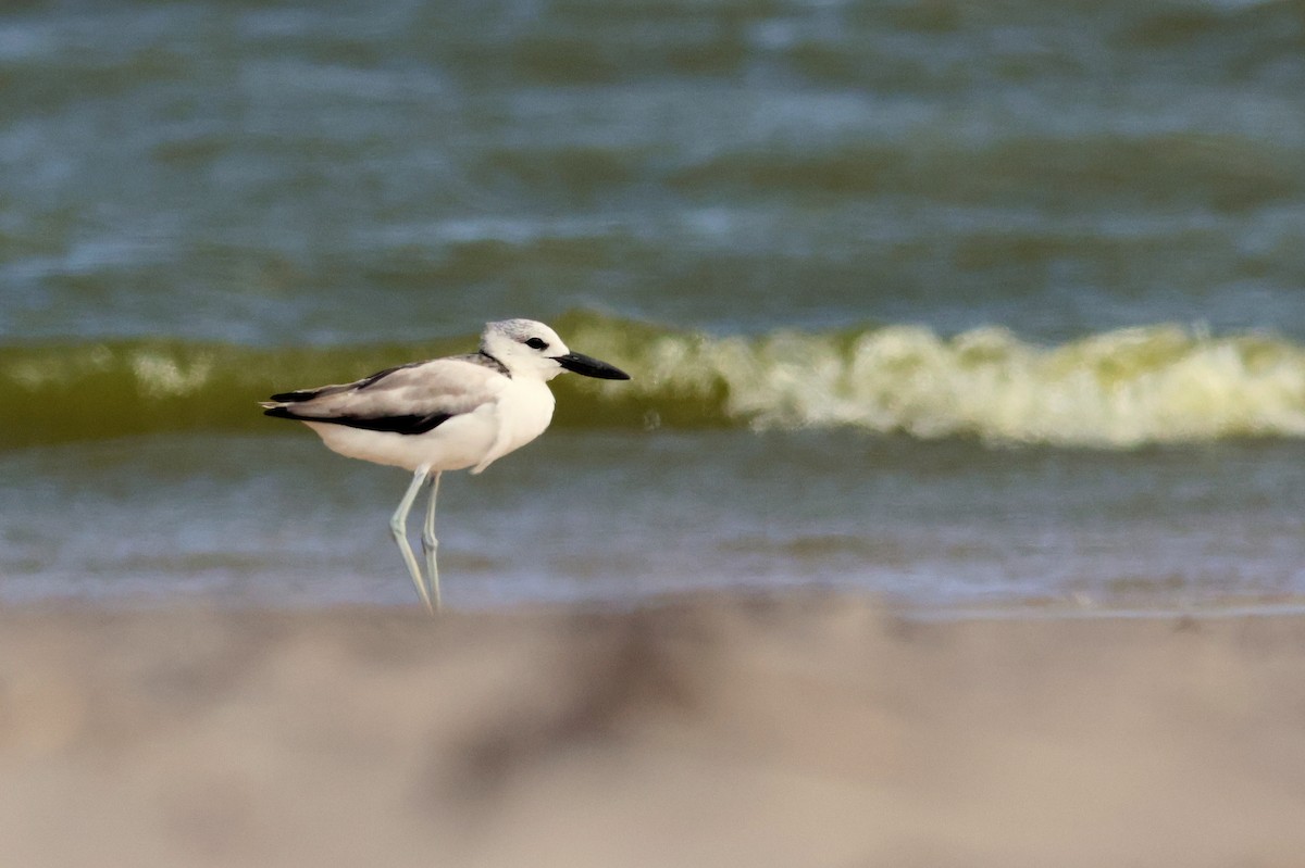 Crab-Plover - ML628886853