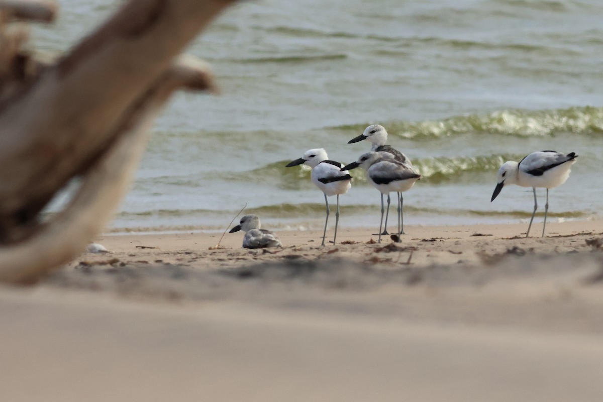 Crab-Plover - ML628886854