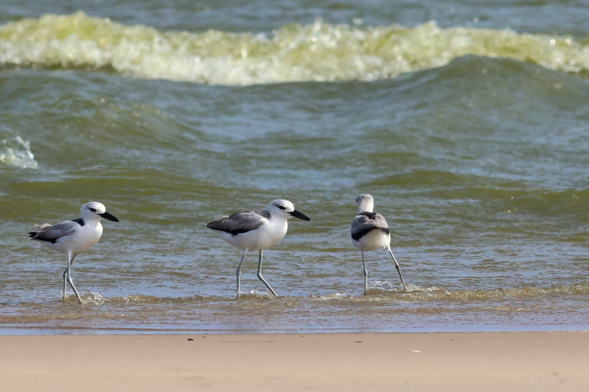 Crab-Plover - ML628886855