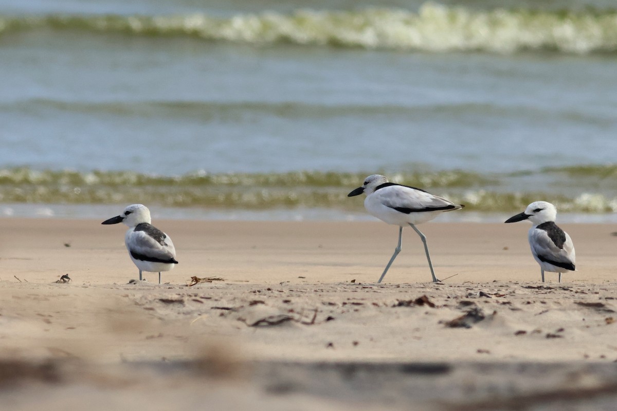 Crab-Plover - ML628886856