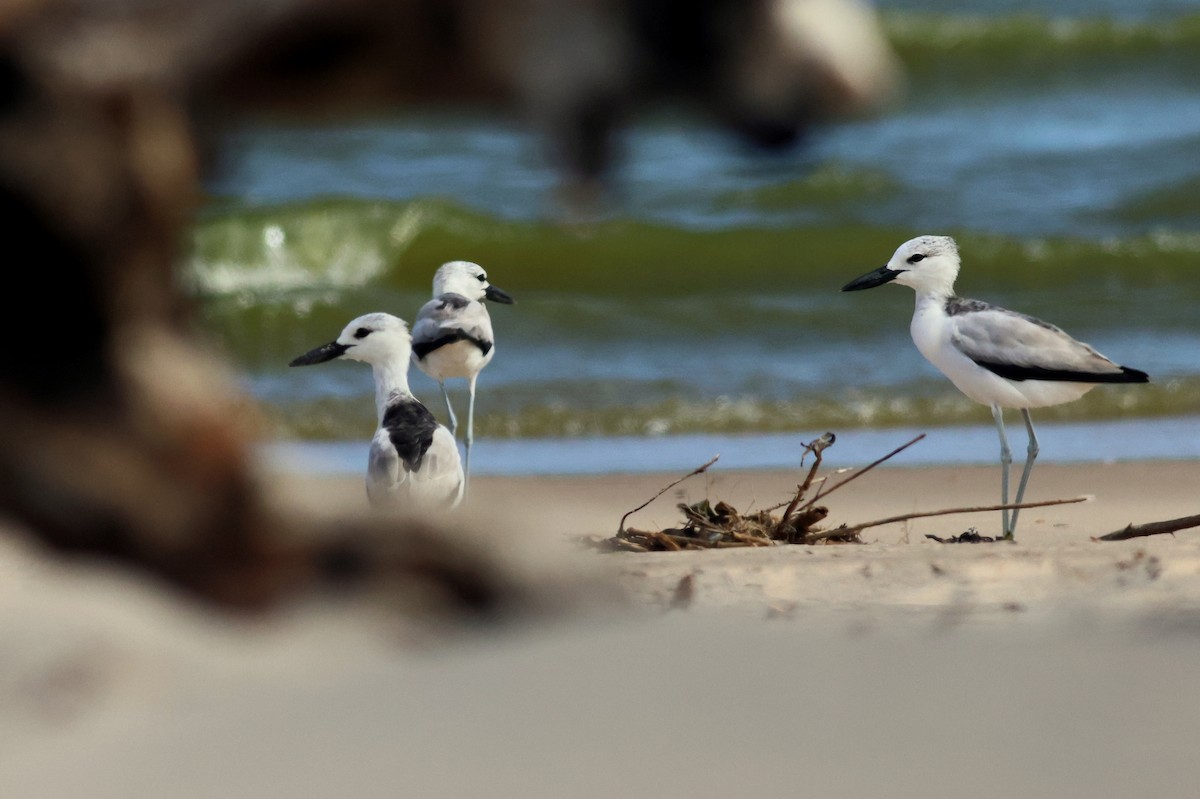 Crab-Plover - ML628886857