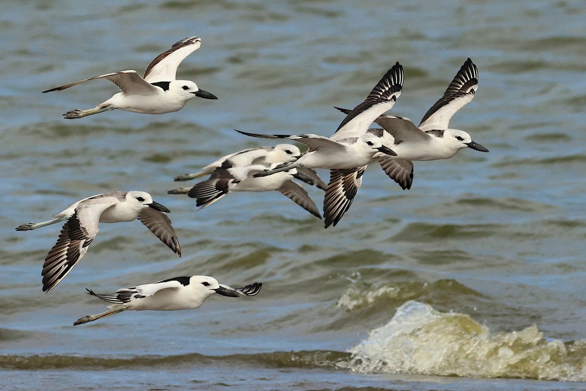 Crab-Plover - ML628886858