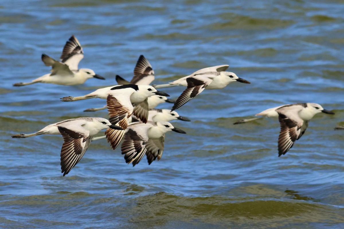 Crab-Plover - ML628886859