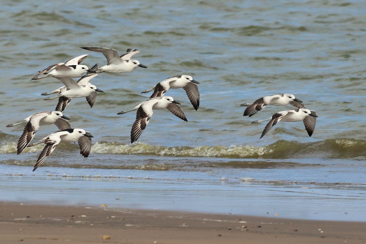 Crab-Plover - ML628886861