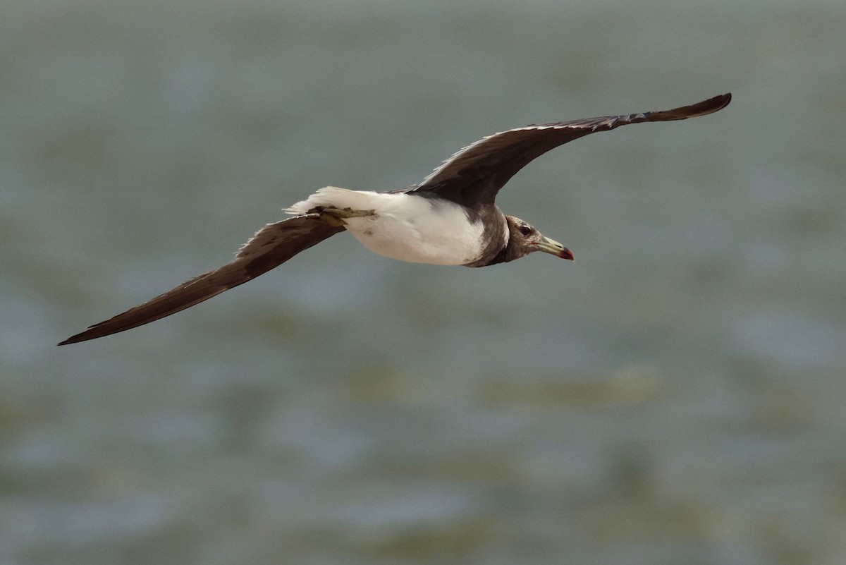 Sooty Gull - ML628886881