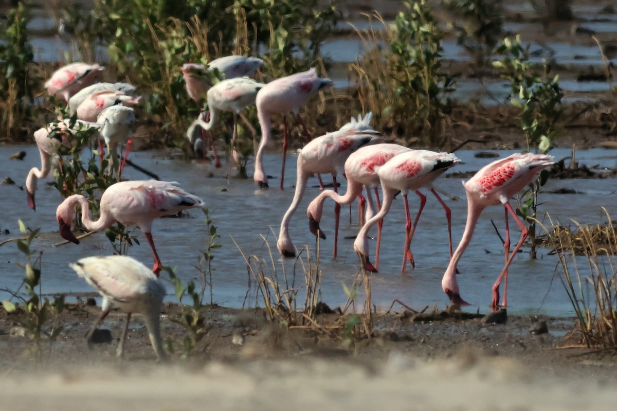 Lesser Flamingo - ML628886886