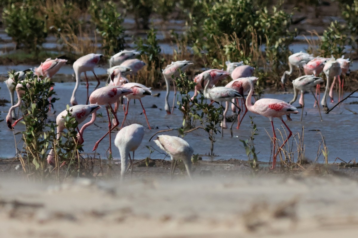 Lesser Flamingo - ML628886887