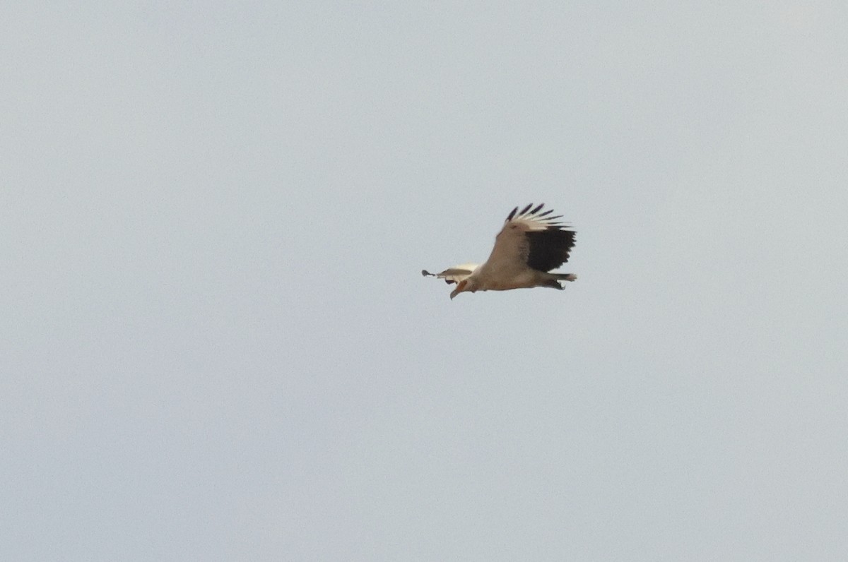 Palm-nut Vulture - ML628886914