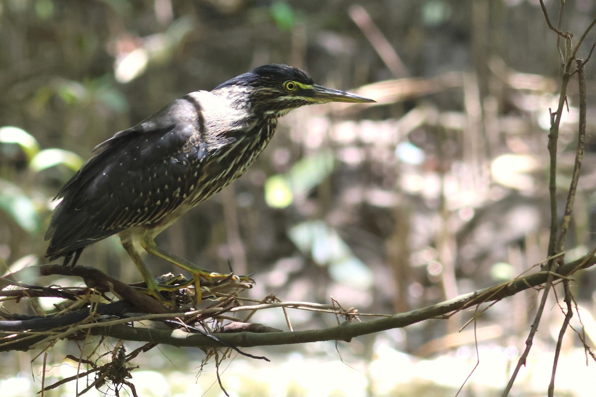 Striated Heron - ML628886918