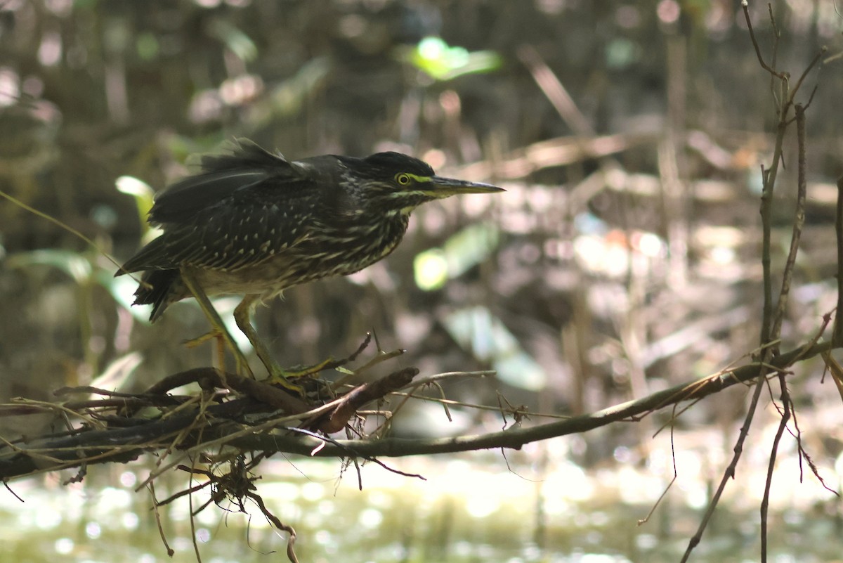 Striated Heron - ML628886919