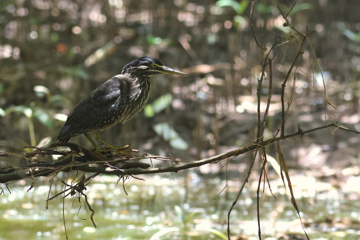 Striated Heron - ML628886920