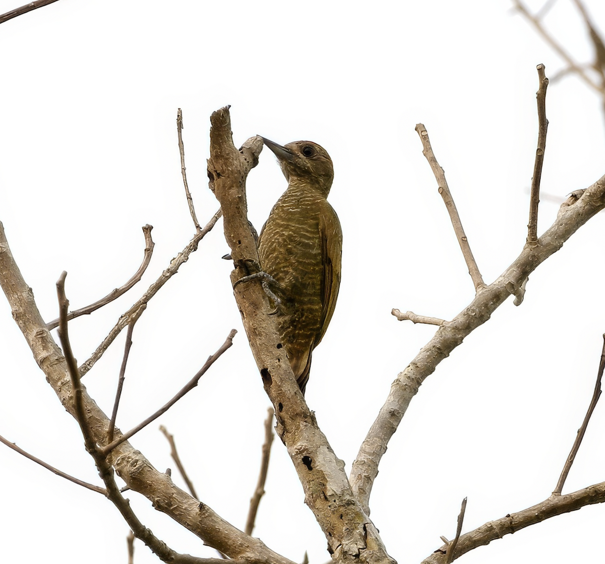 Little Woodpecker - ML628886926