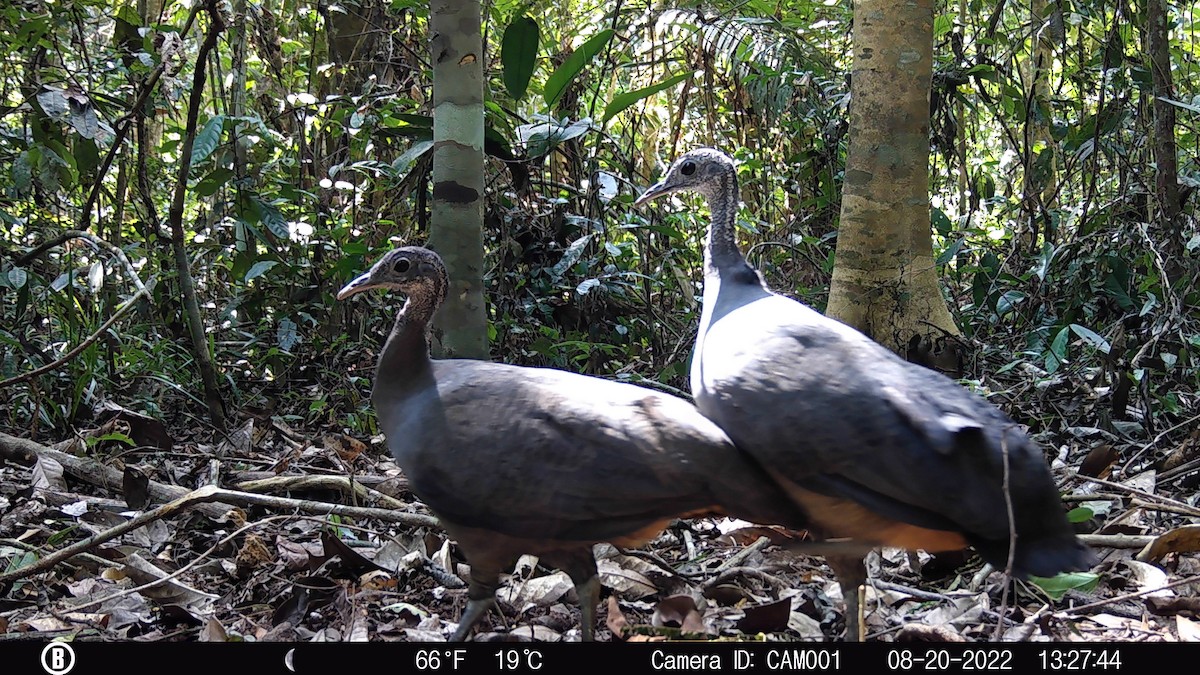 tinama tao - ML628886929