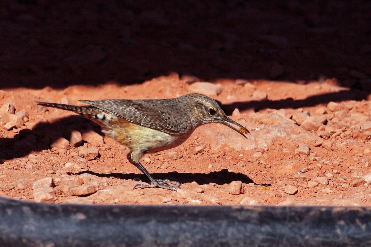 Rock Wren - ML628886935