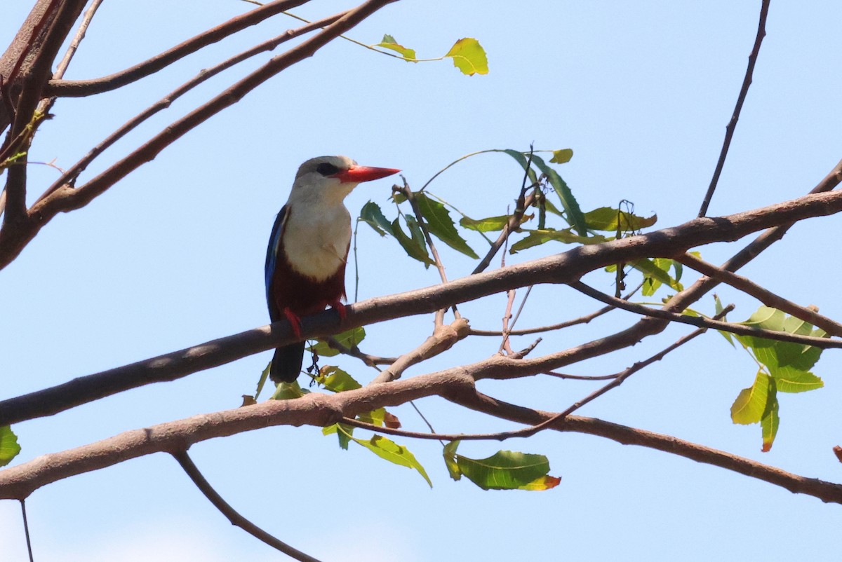 Gray-headed Kingfisher - ML628886942