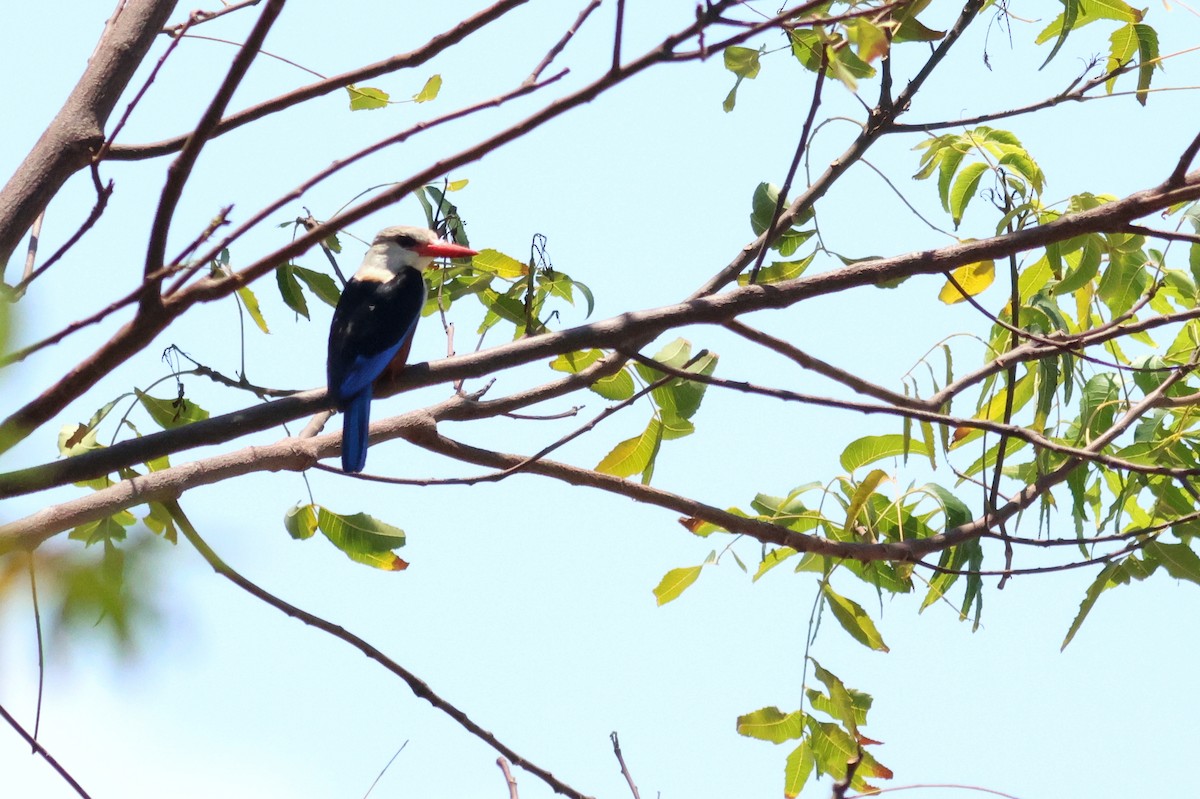 Gray-headed Kingfisher - ML628886943