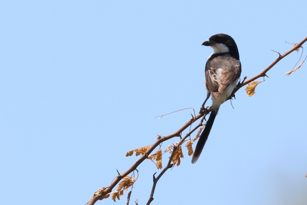 Long-tailed Fiscal - ML628886954