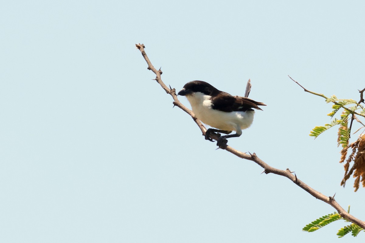 Long-tailed Fiscal - ML628886955