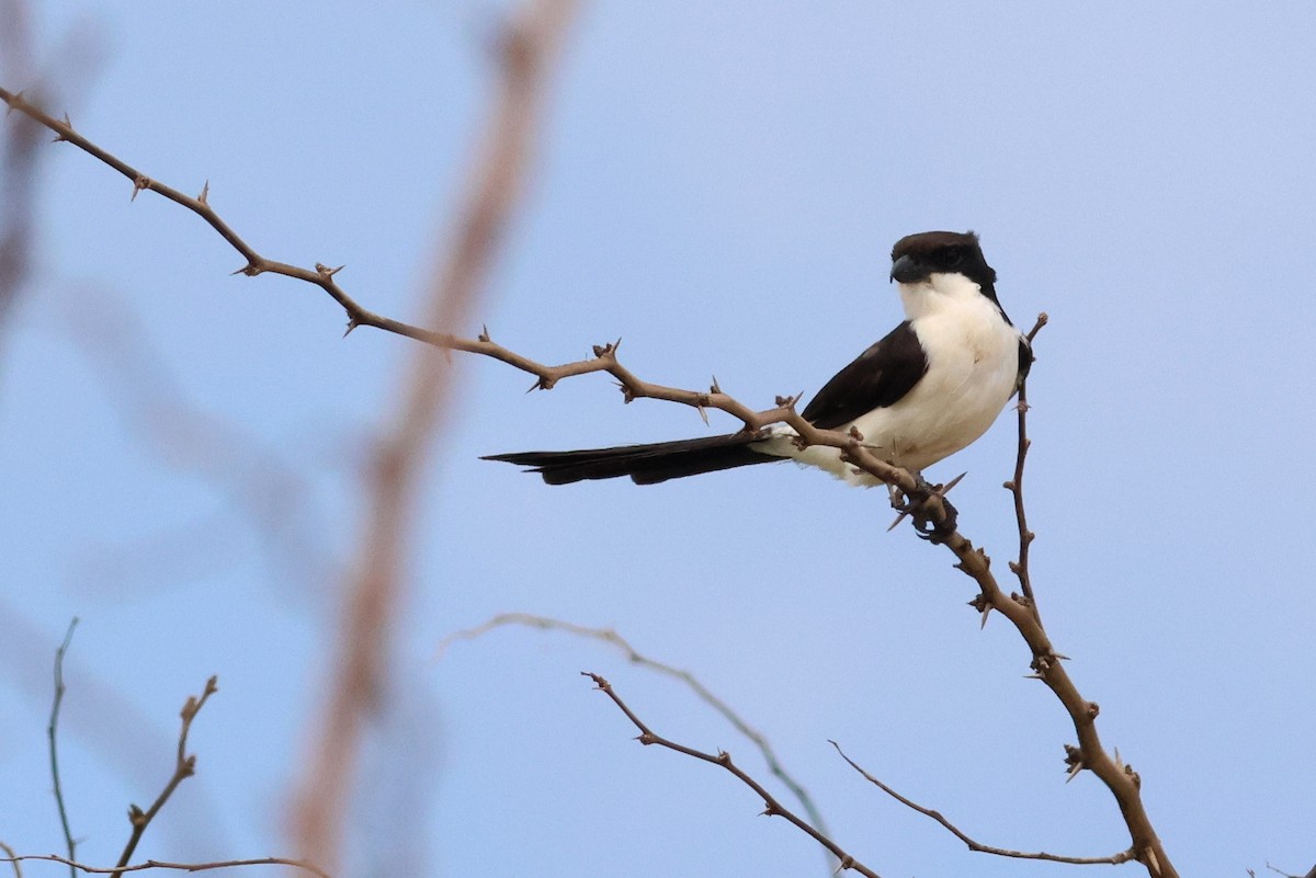 Long-tailed Fiscal - ML628886957