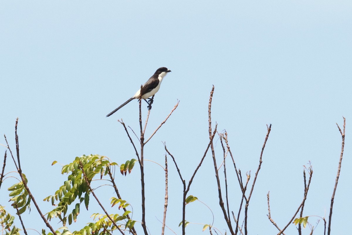 Long-tailed Fiscal - ML628886958