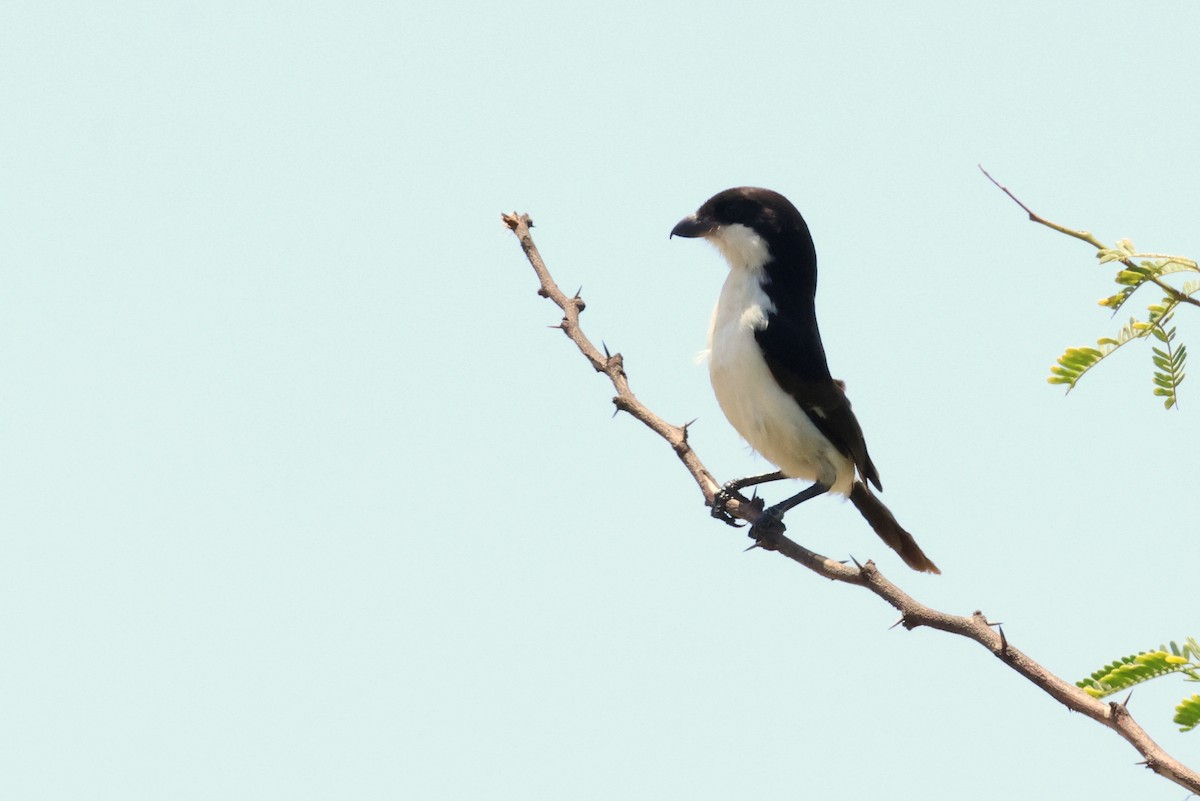 Long-tailed Fiscal - ML628886959