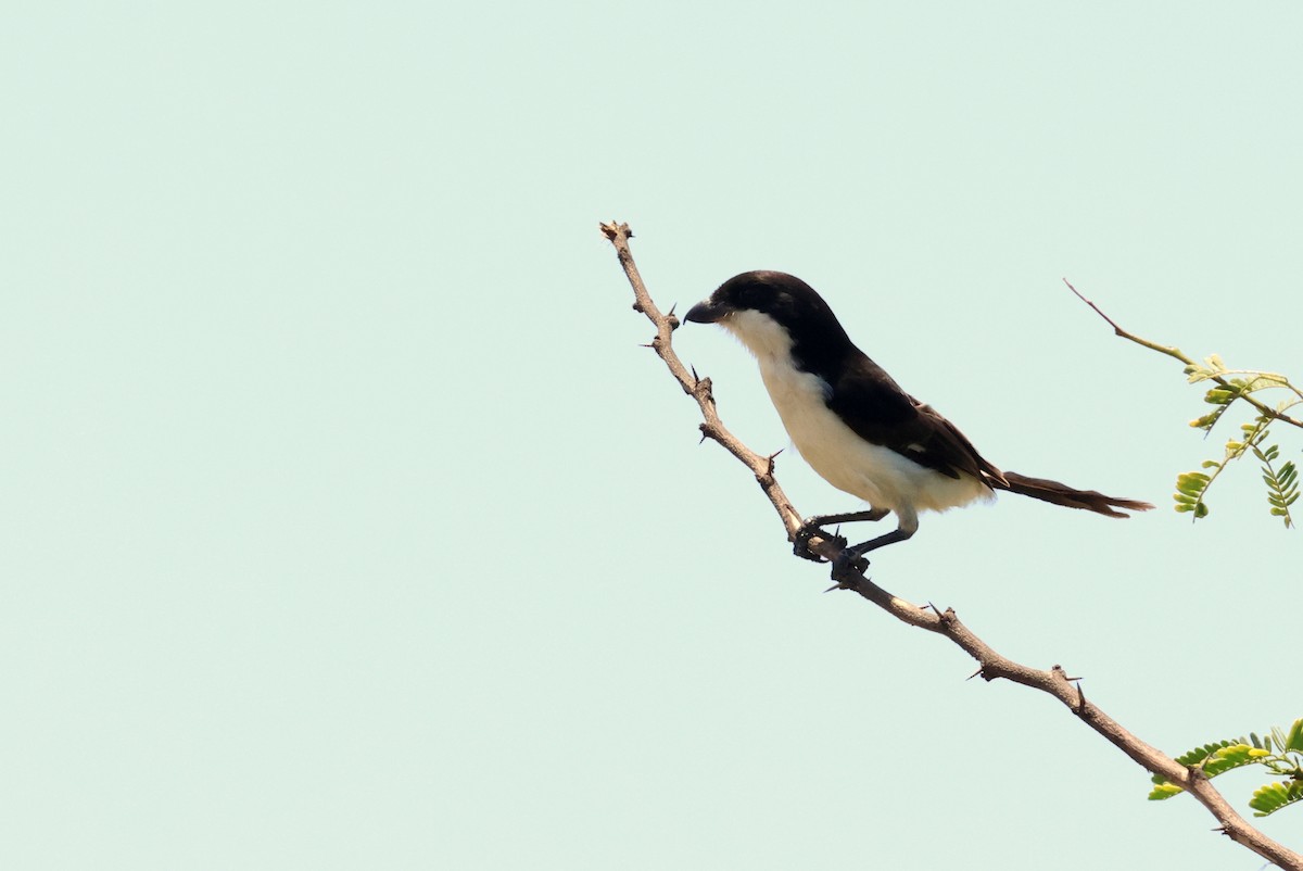 Long-tailed Fiscal - ML628886960