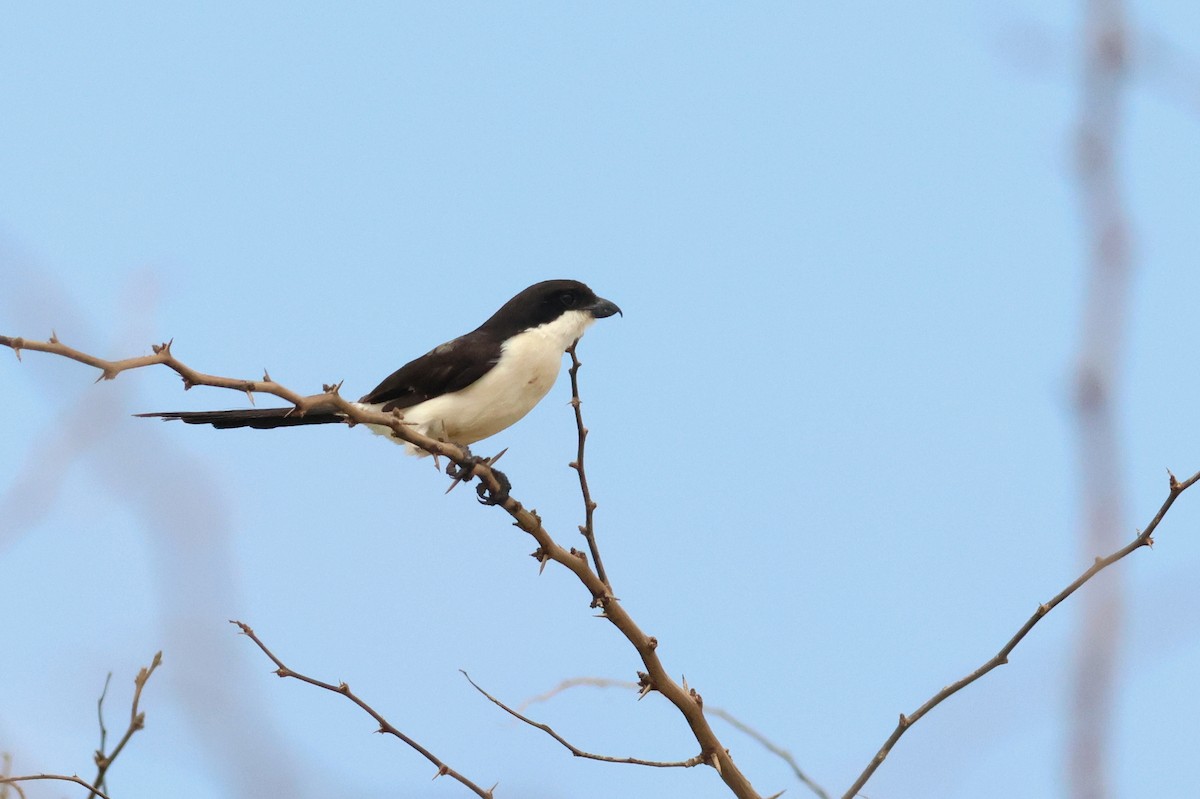 Long-tailed Fiscal - ML628886961