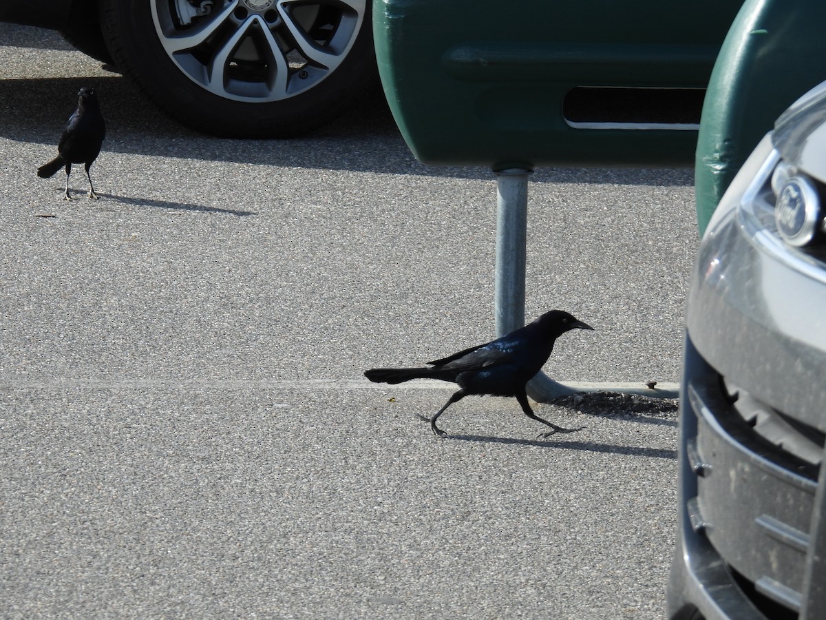 Boat-tailed Grackle - ML628886970