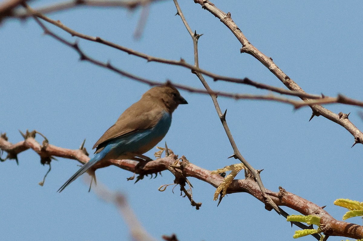 Red-cheeked Cordonbleu - ML628886975