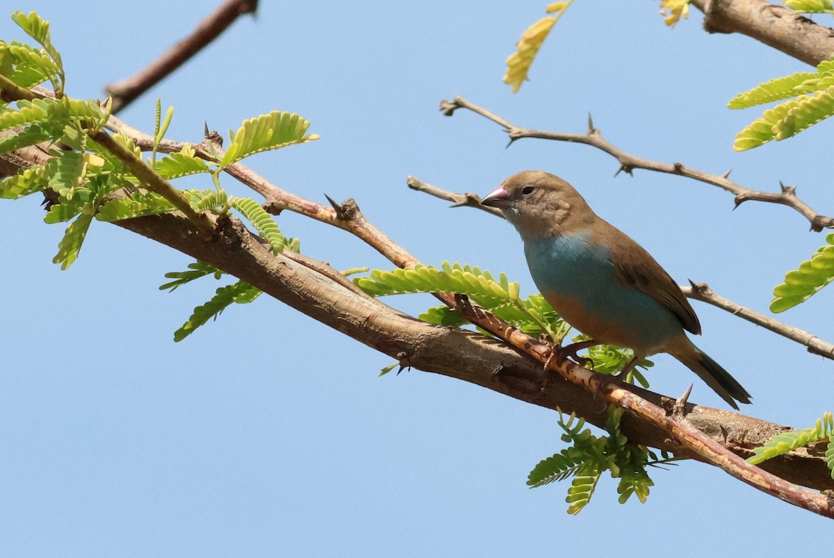 Red-cheeked Cordonbleu - ML628886976