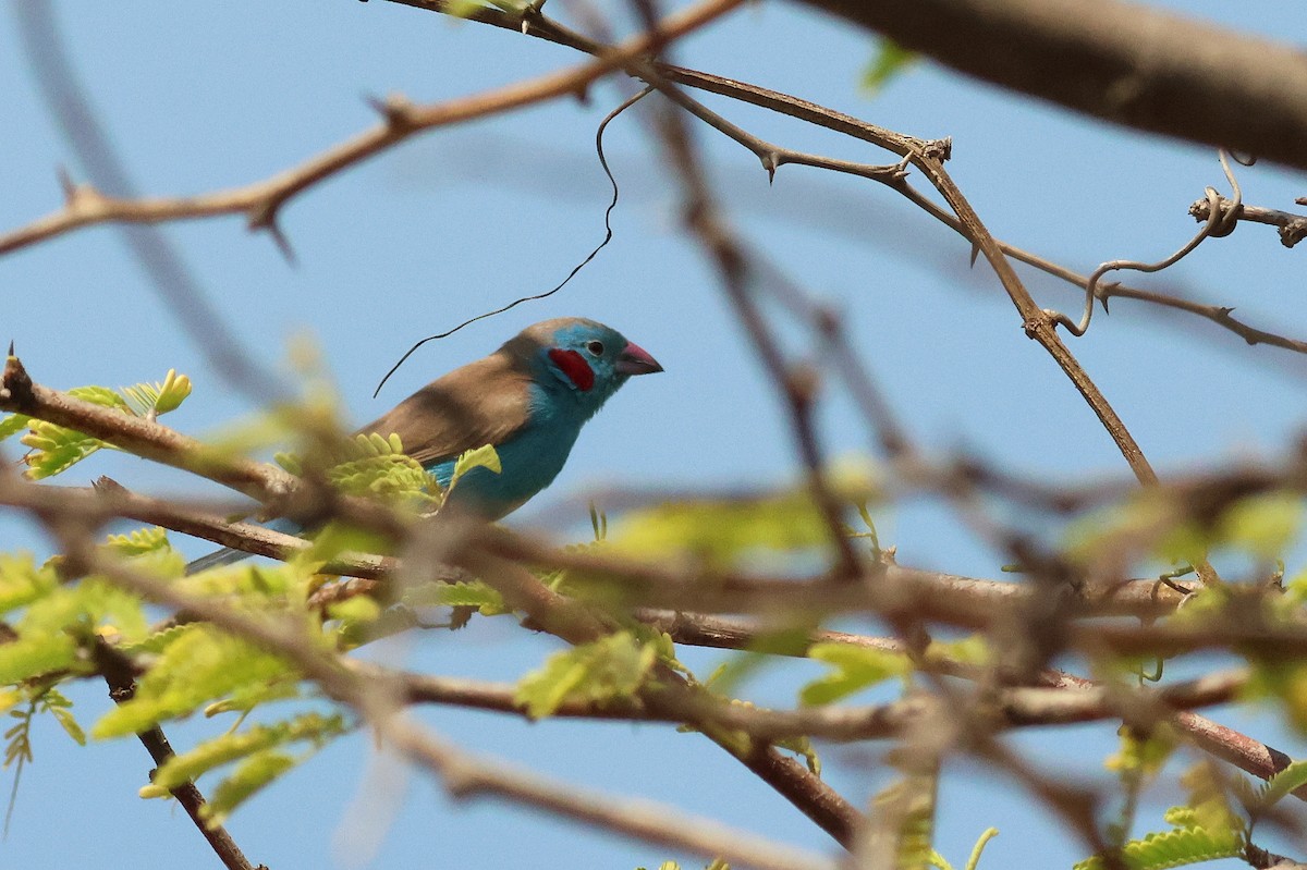 Red-cheeked Cordonbleu - ML628886978