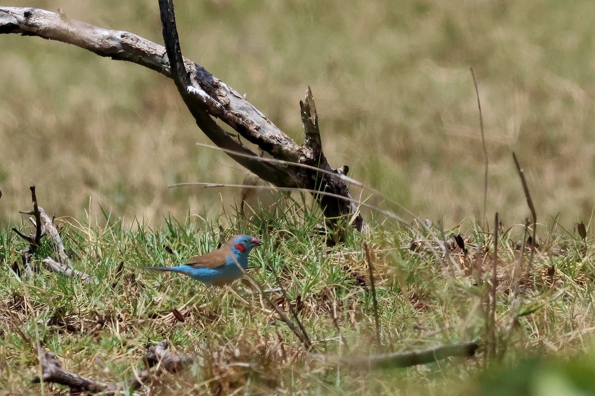 Red-cheeked Cordonbleu - ML628886979