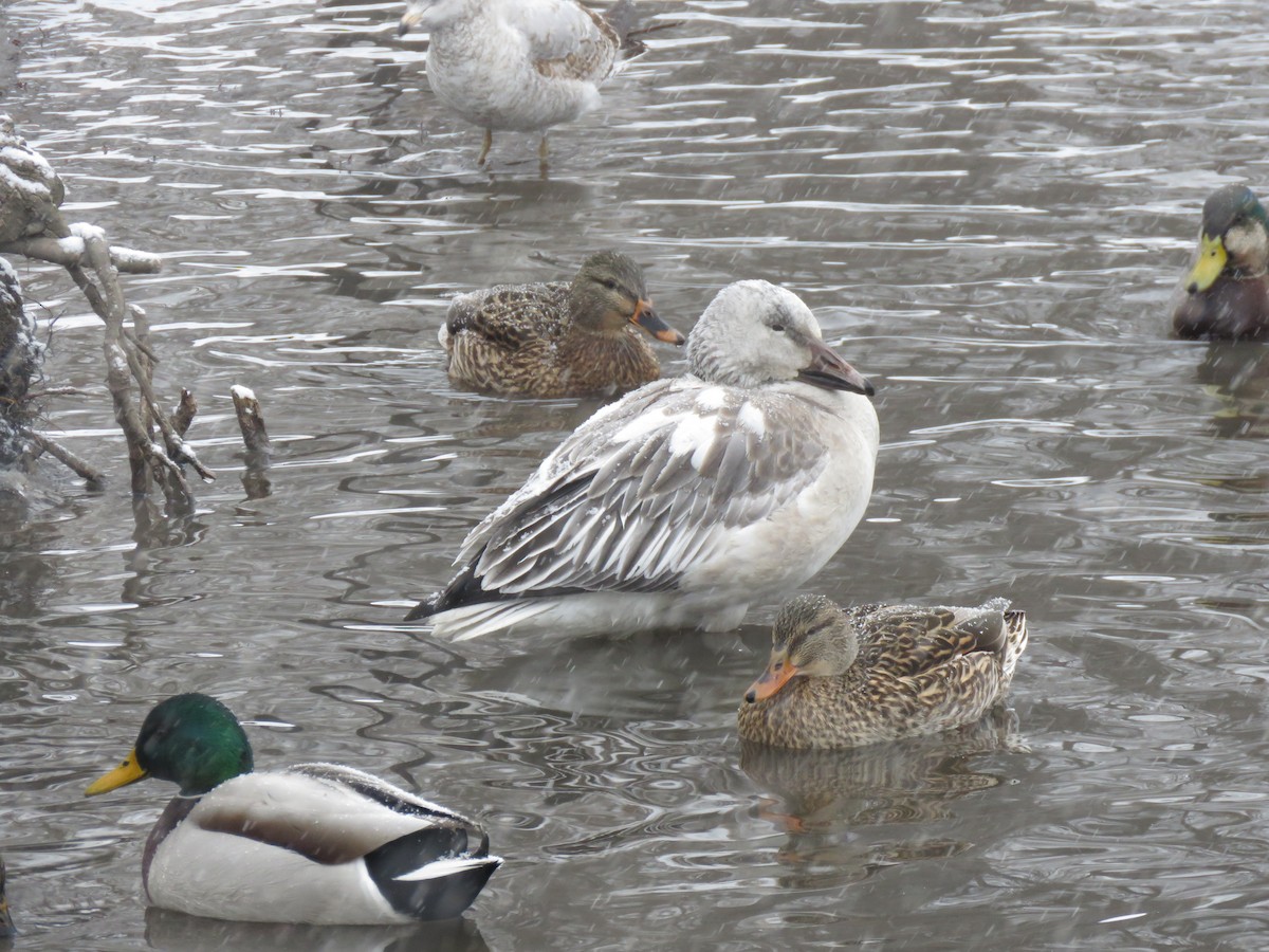 Snow Goose - ML628887146