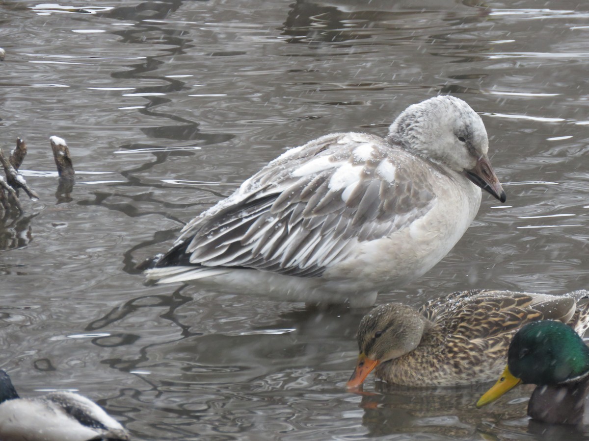 Snow Goose - ML628887147