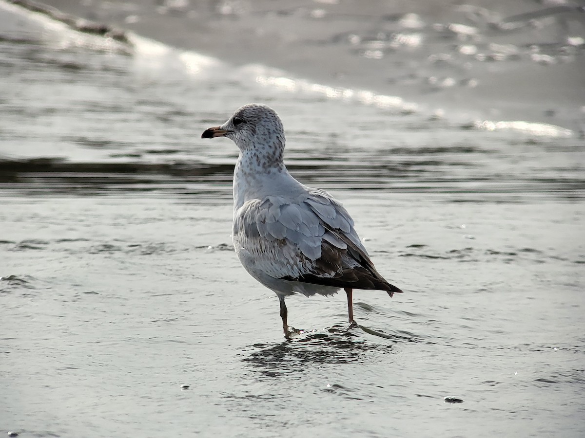 Ring-billed Gull - ML628887220