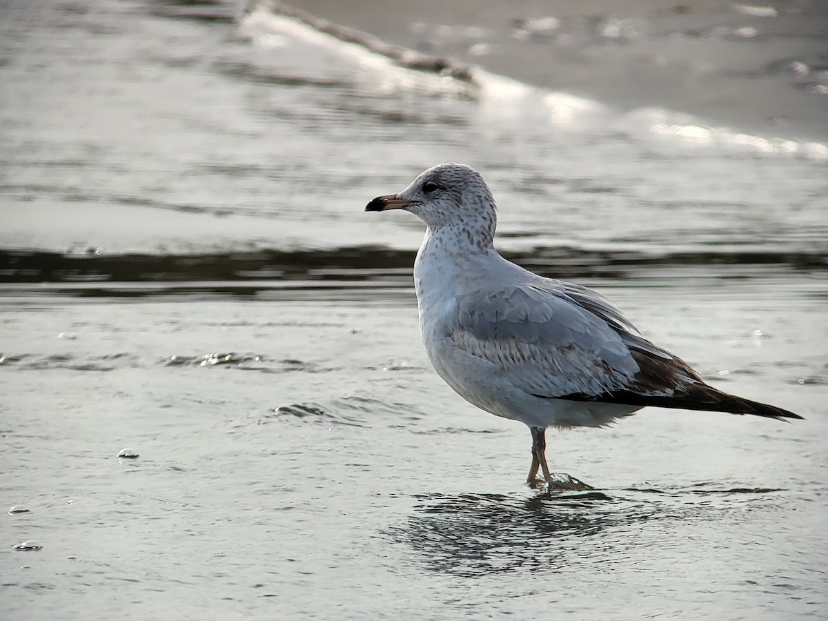 Ring-billed Gull - ML628887222