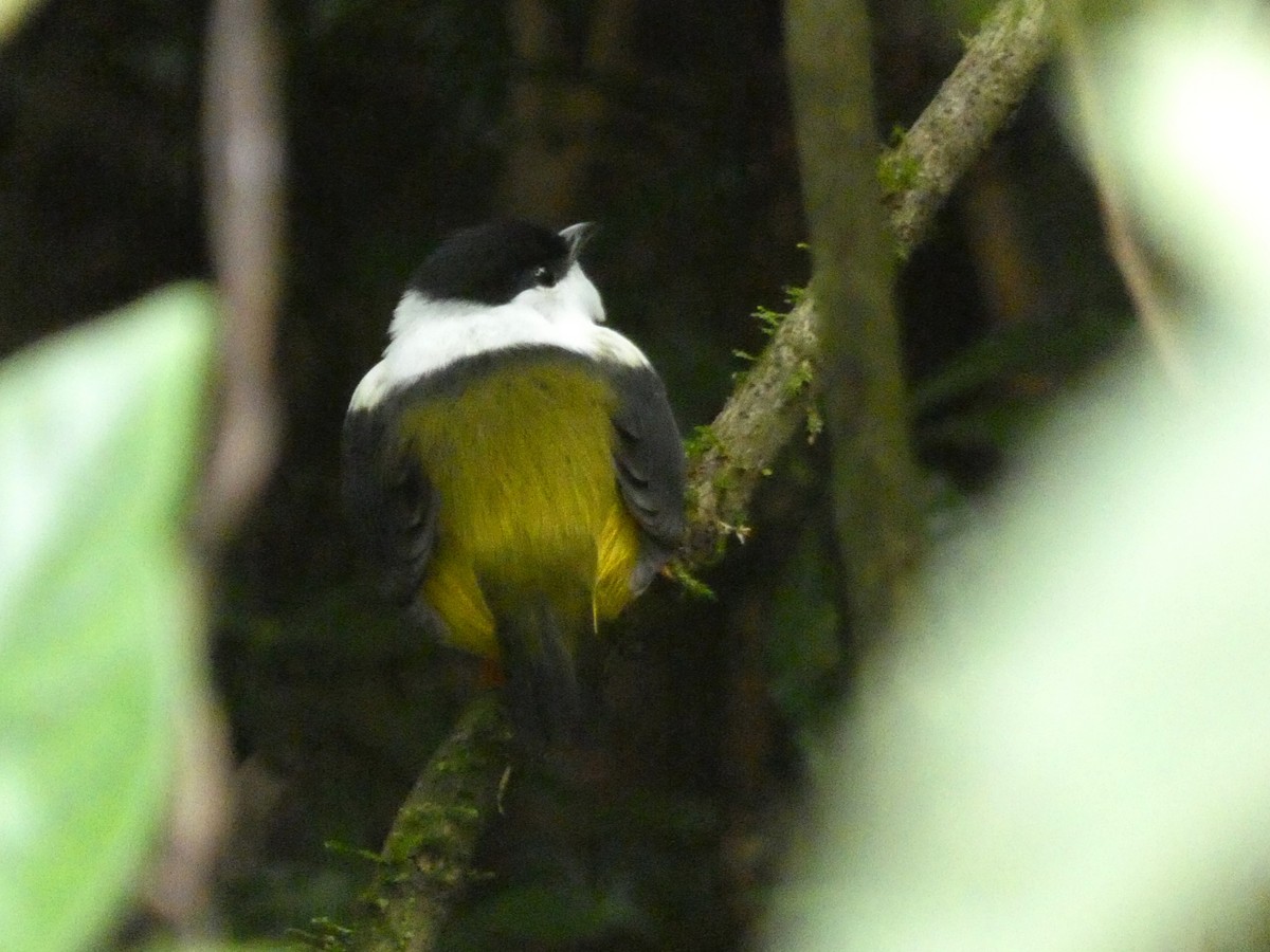 White-collared Manakin - ML628887372