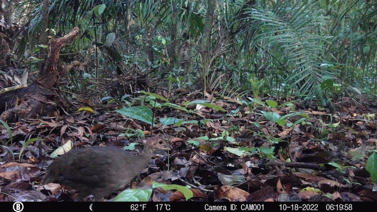 tinama větší - ML628887383