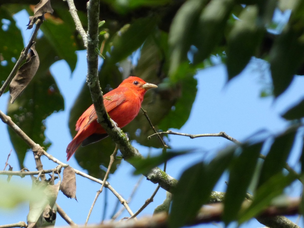 Summer Tanager - ML628887418