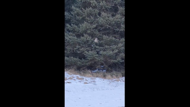 Barred Owl - ML628887446