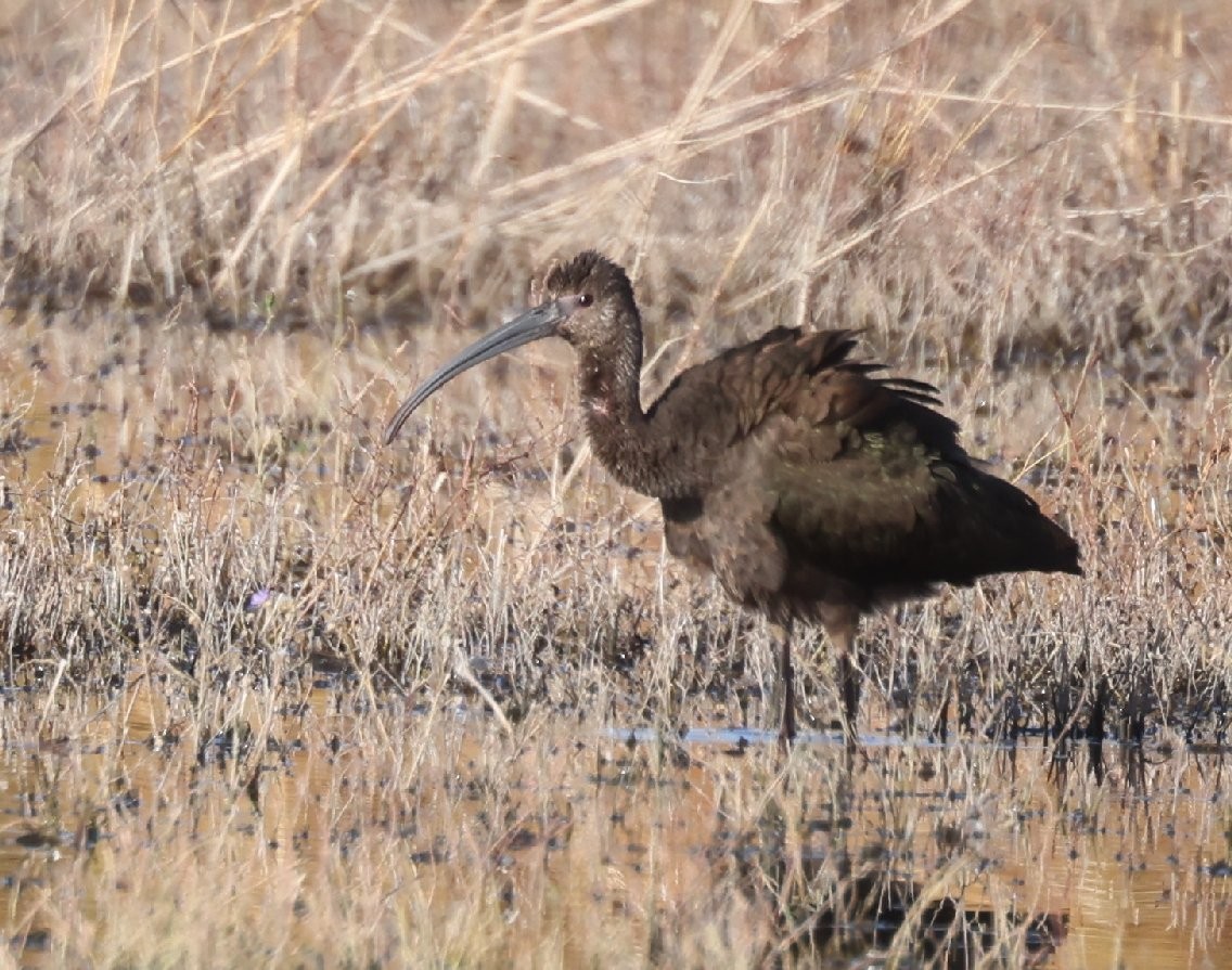 White-faced Ibis - ML628887474
