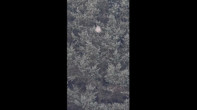 Barred Owl - ML628887479