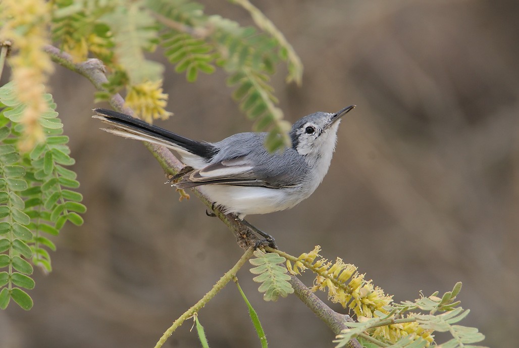 White-browed Gnatcatcher - ML628887483