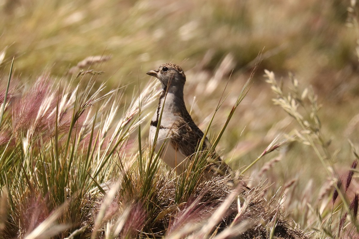 Least Seedsnipe - ML628887515