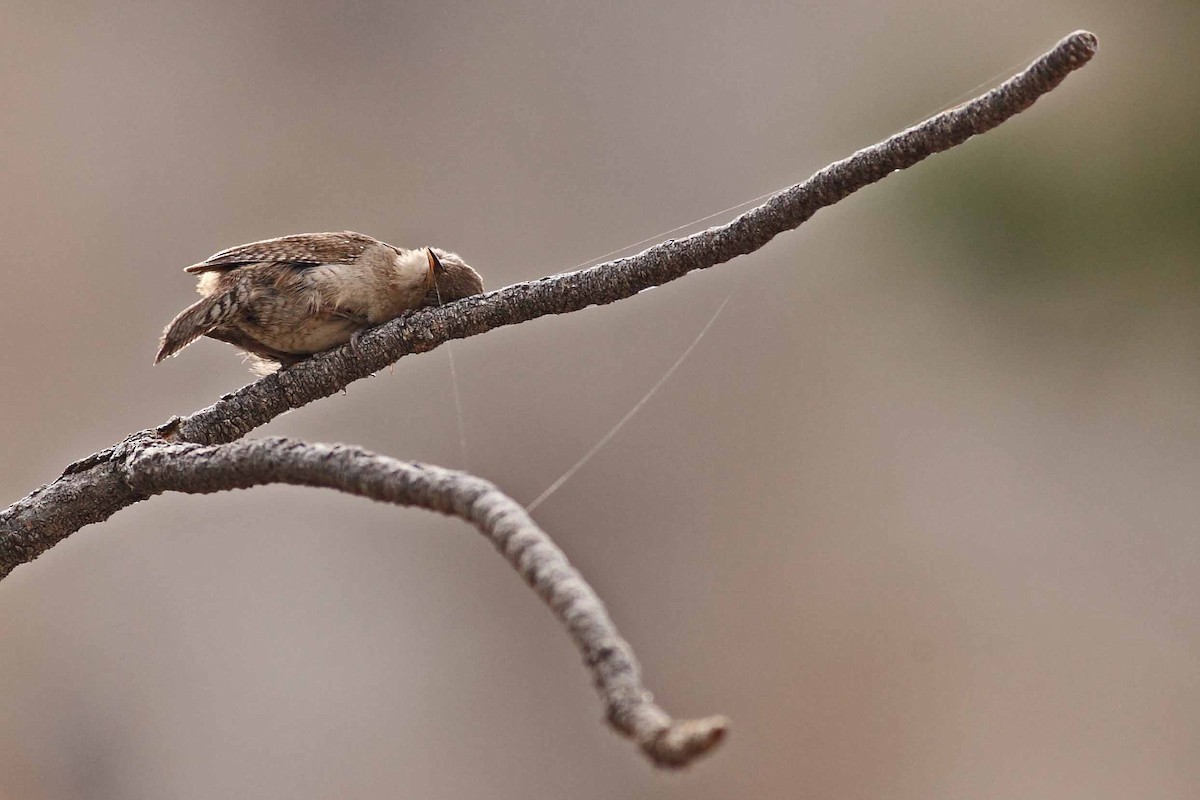 Northern House Wren - ML628887569