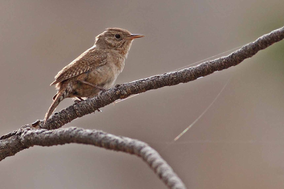 Northern House Wren - ML628887570