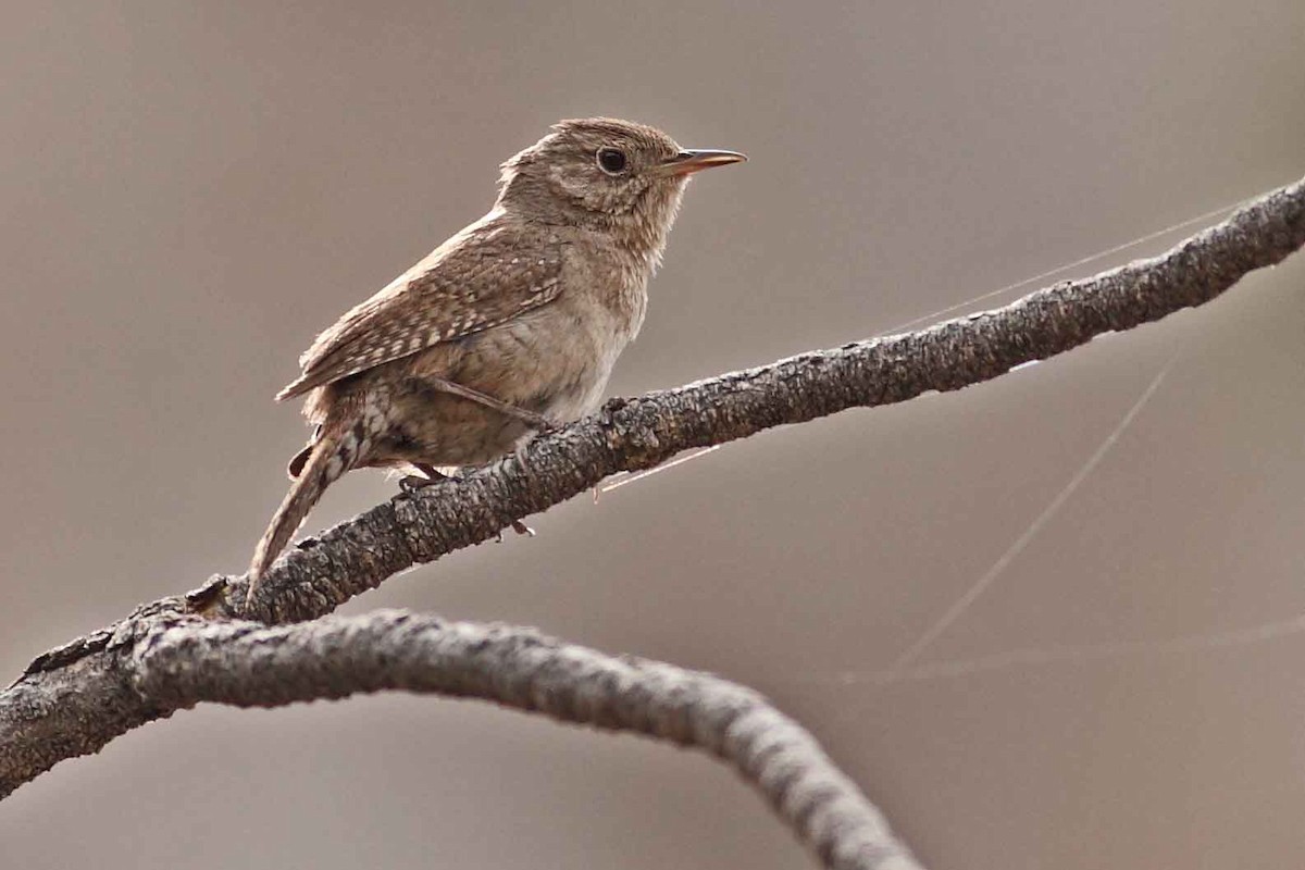 Northern House Wren - ML628887571